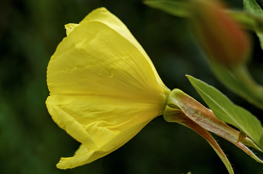 Oenothera glazioviana