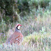 Red-legged Partridge