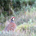 Red-legged Partridge