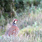 Red-legged Partridge