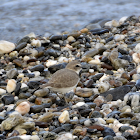 Snowy Plover (Nonbreeding)