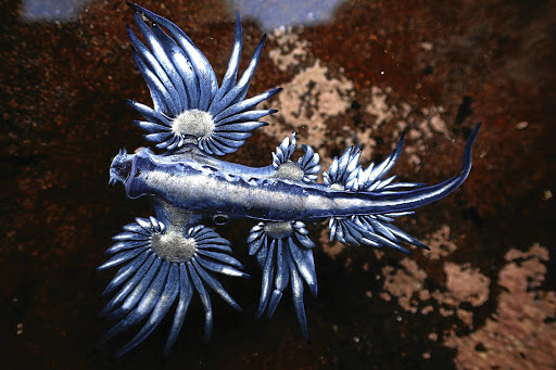 Blue dragons, or sea swallows, float on the surface and eat bluebottles. They use the bluebottles' sting cells to deter predators.