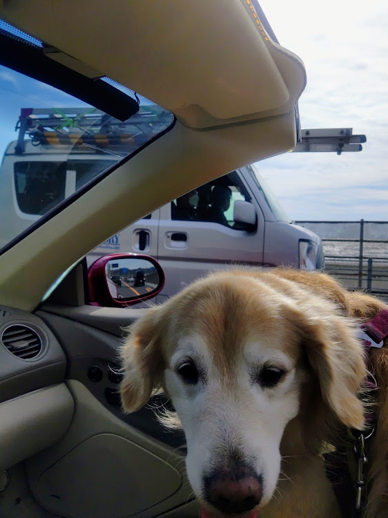 SLの葉山公園・逗葉新道・横浜横須賀道路・愛犬と散歩・愛犬とドライブに関するカスタム事例の投稿画像8枚目