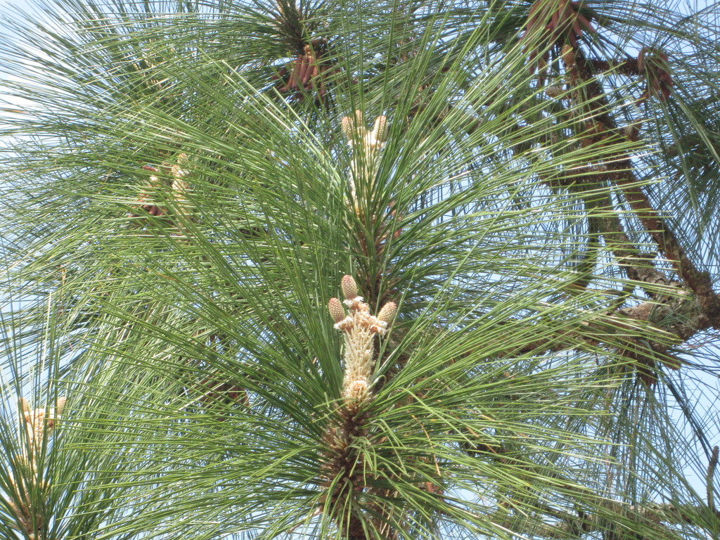 Longleaf Pine