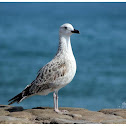 Heuglin’s Gull - Juvenile  Larus heuglini