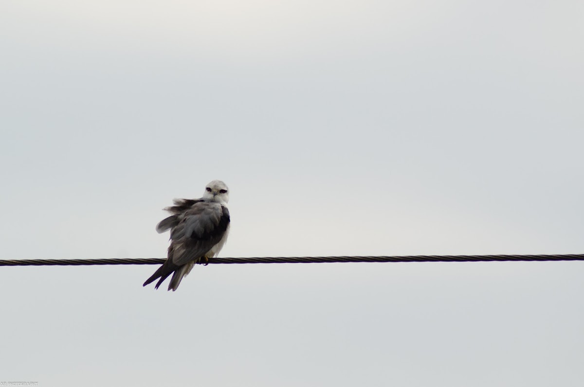 Black-winged kite