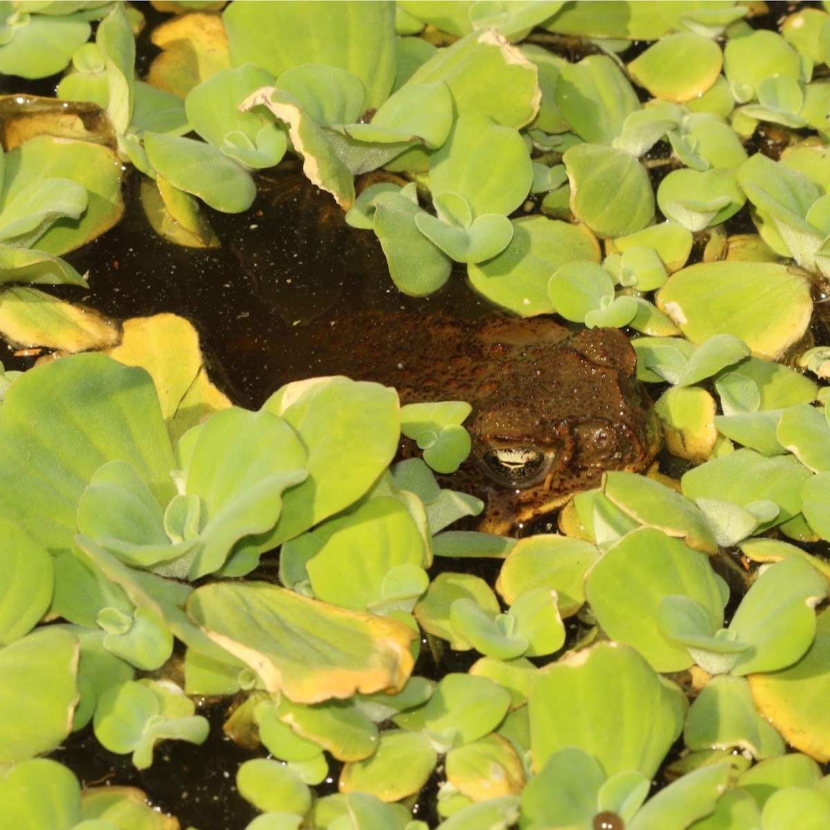 Cane Toad