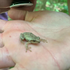 little green tree frog