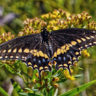 Black Swallowtail