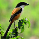 Long-tailed shrike