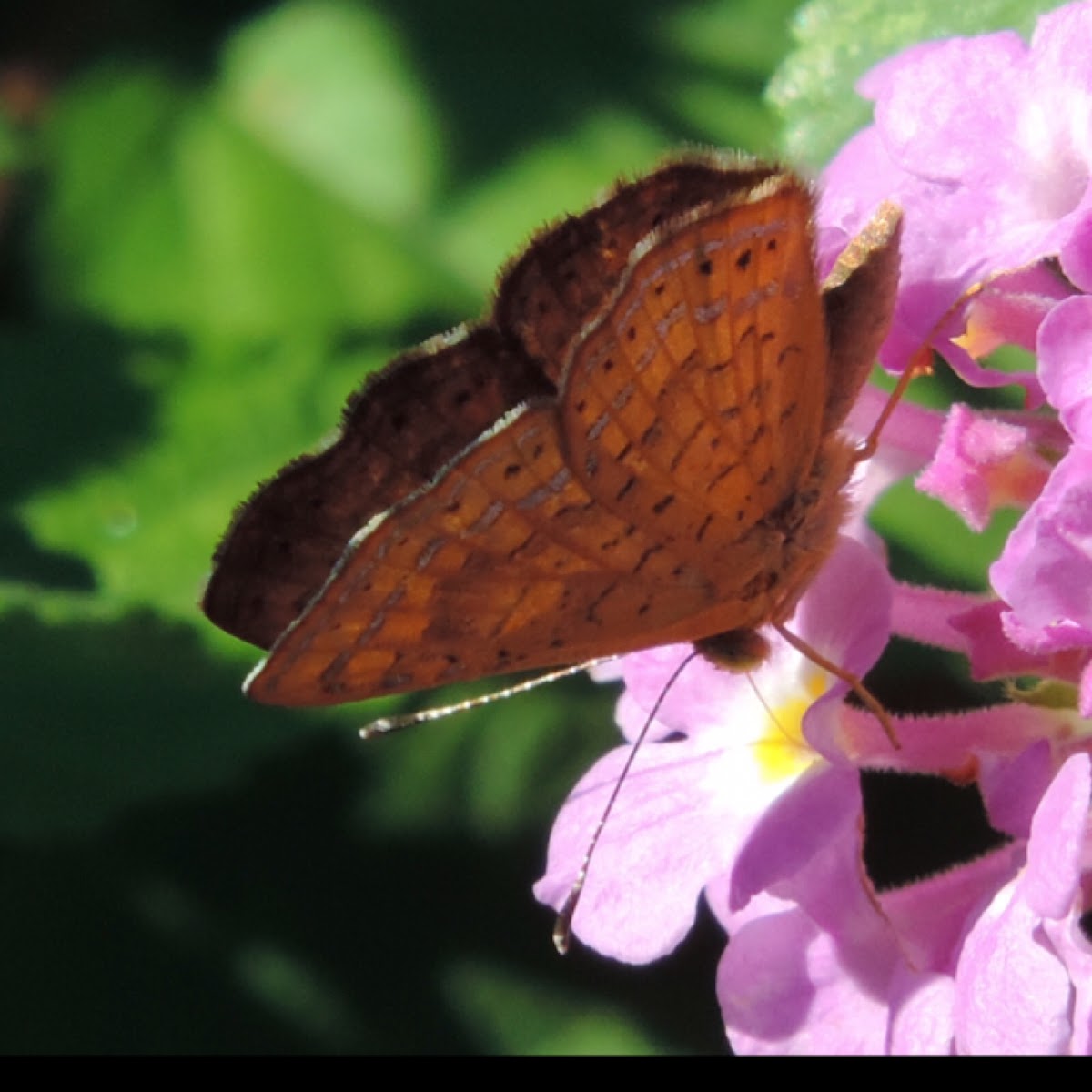 Fatal Metalmark