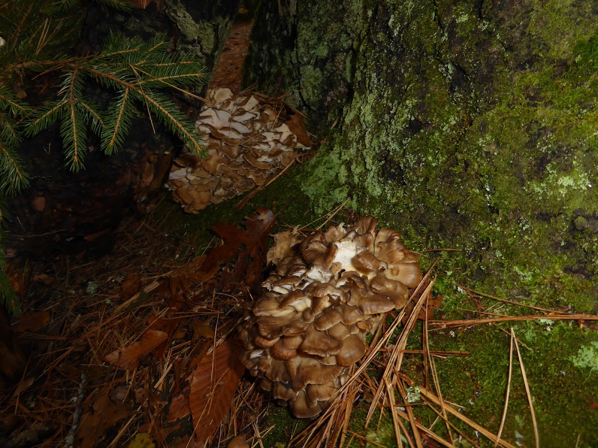 Hen of the Woods