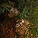 Hen of the Woods