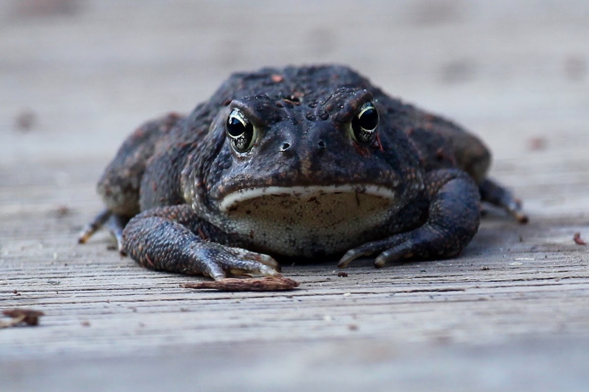 American toad