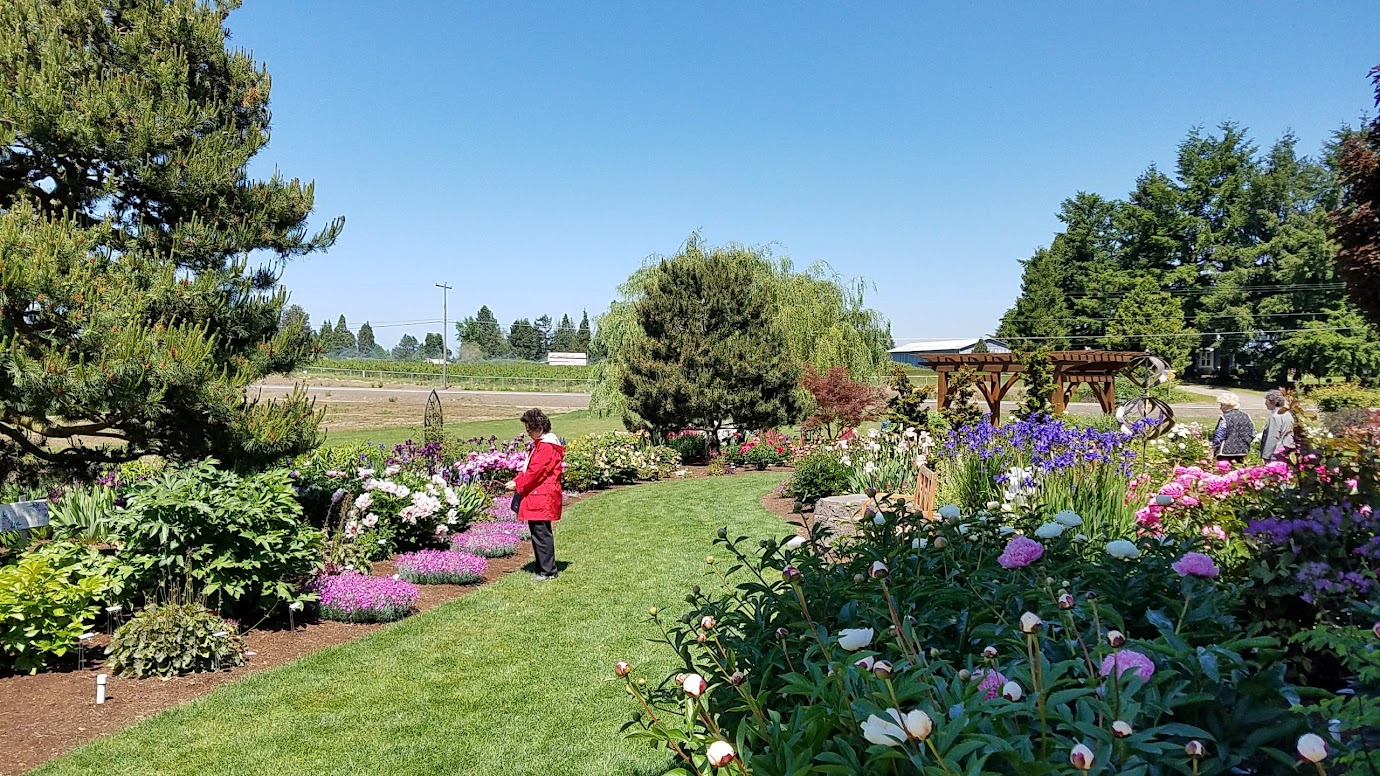 Visiting the Adelman Peony Gardens just north of Salem, about an hour south of Portland is free and open generally from May-June during bloom season