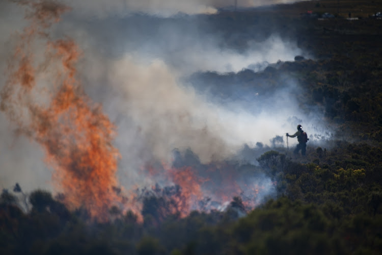 A fire in Betty’s Bay, in the Western Cape started on New Years Eve 2018, consumed more than 12,000ha of vegetation, most of it mountain fynbos.