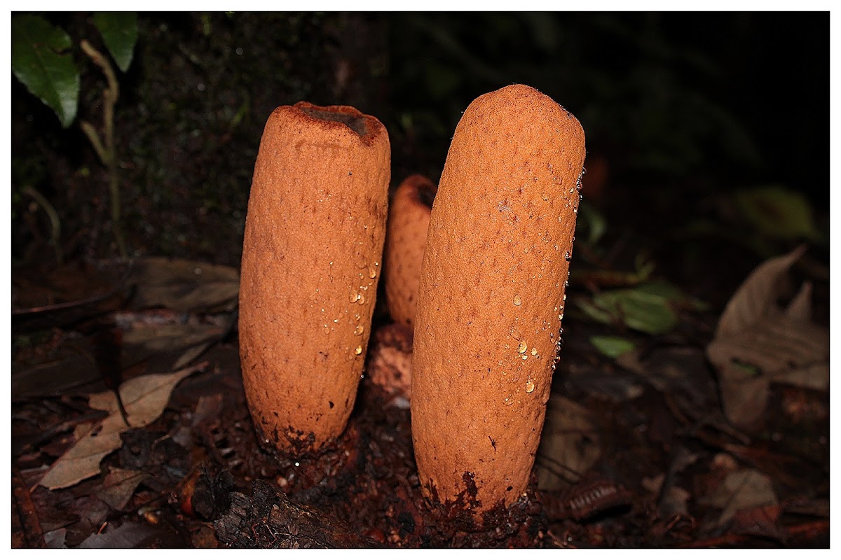 Rhopalocnemis phalloides