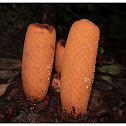 Rhopalocnemis phalloides