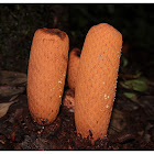 Rhopalocnemis phalloides