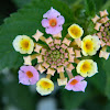 Lantana camara "confetti" (λαντάνα)