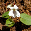 Sweet White Violet