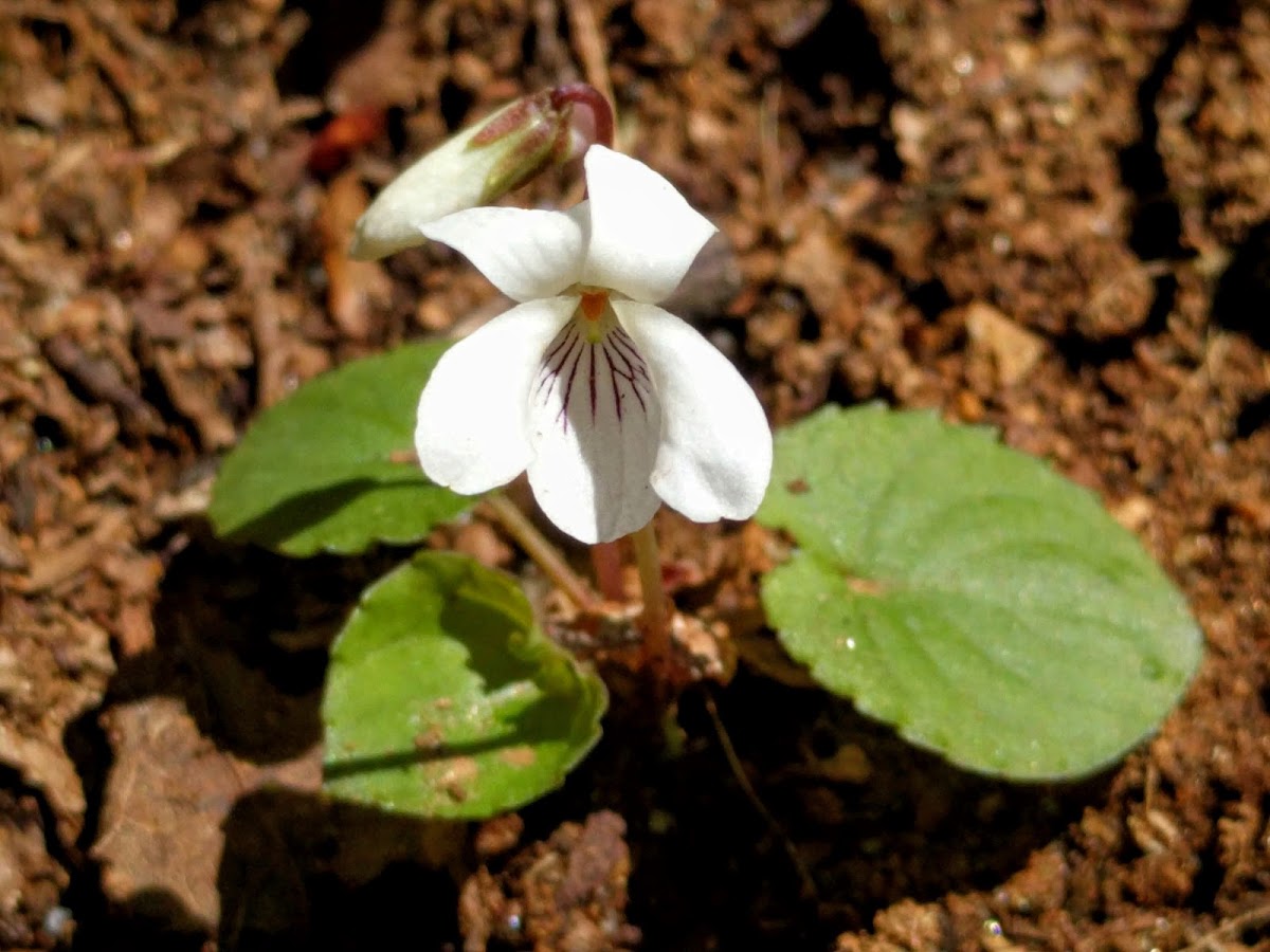 Sweet White Violet