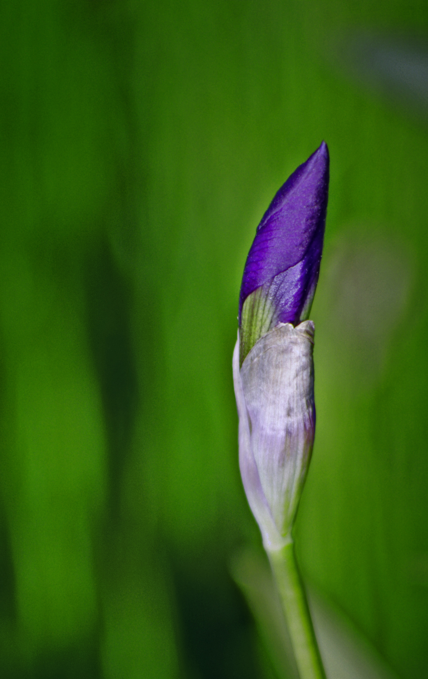 Iris di Pinco_Pallino