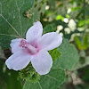 Caesarweed (Dalupang)