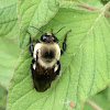 Brown Belted Bumble Bee