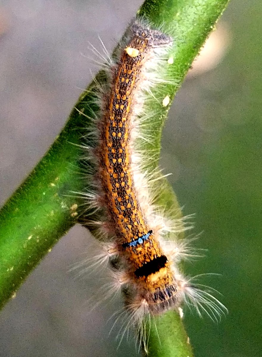 Tussock moth Caterpillar