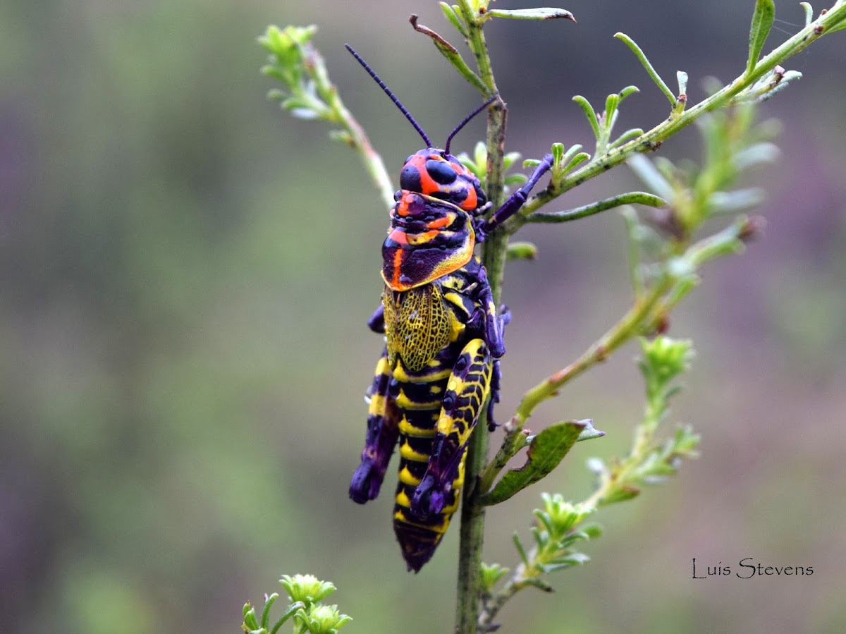 Rainbow Grasshopper