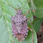 brown marmorated stink bug