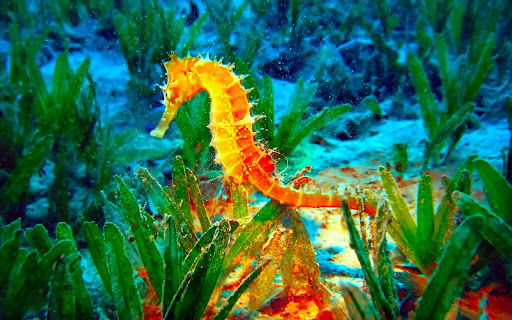 Seahorse Live Wallpaper