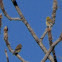 American Goldfinch