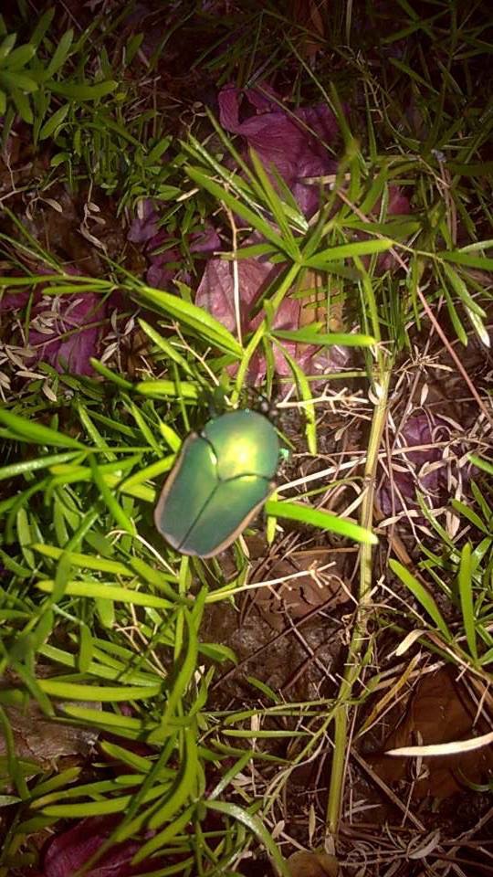 Figeater Beetle