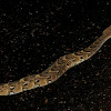 Puff Adder