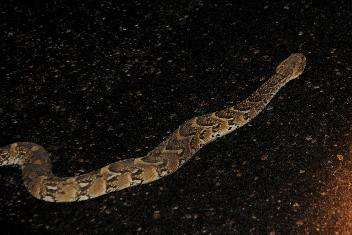 Puff Adder