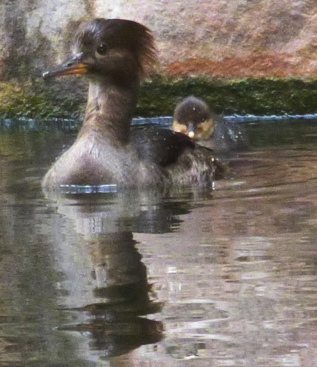 Hooded Merganser