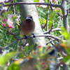 Cedar Waxwing