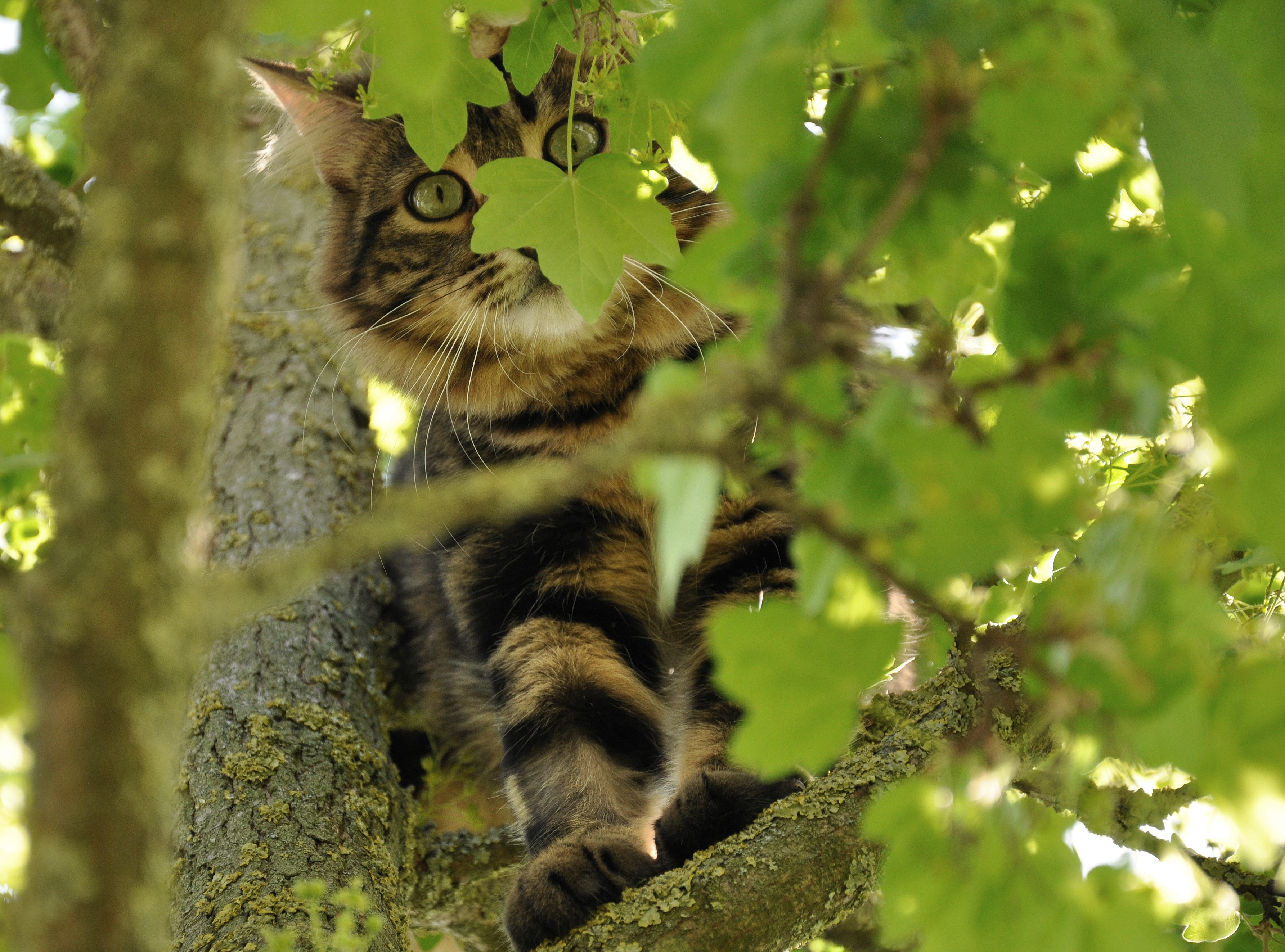 Curiosare dall'albero di cristins