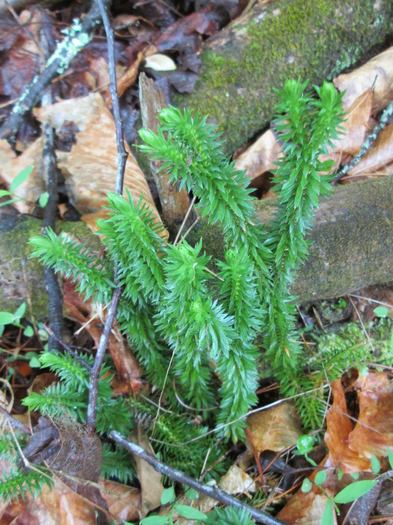 Shining Clubmoss