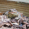 Eastern American Toad