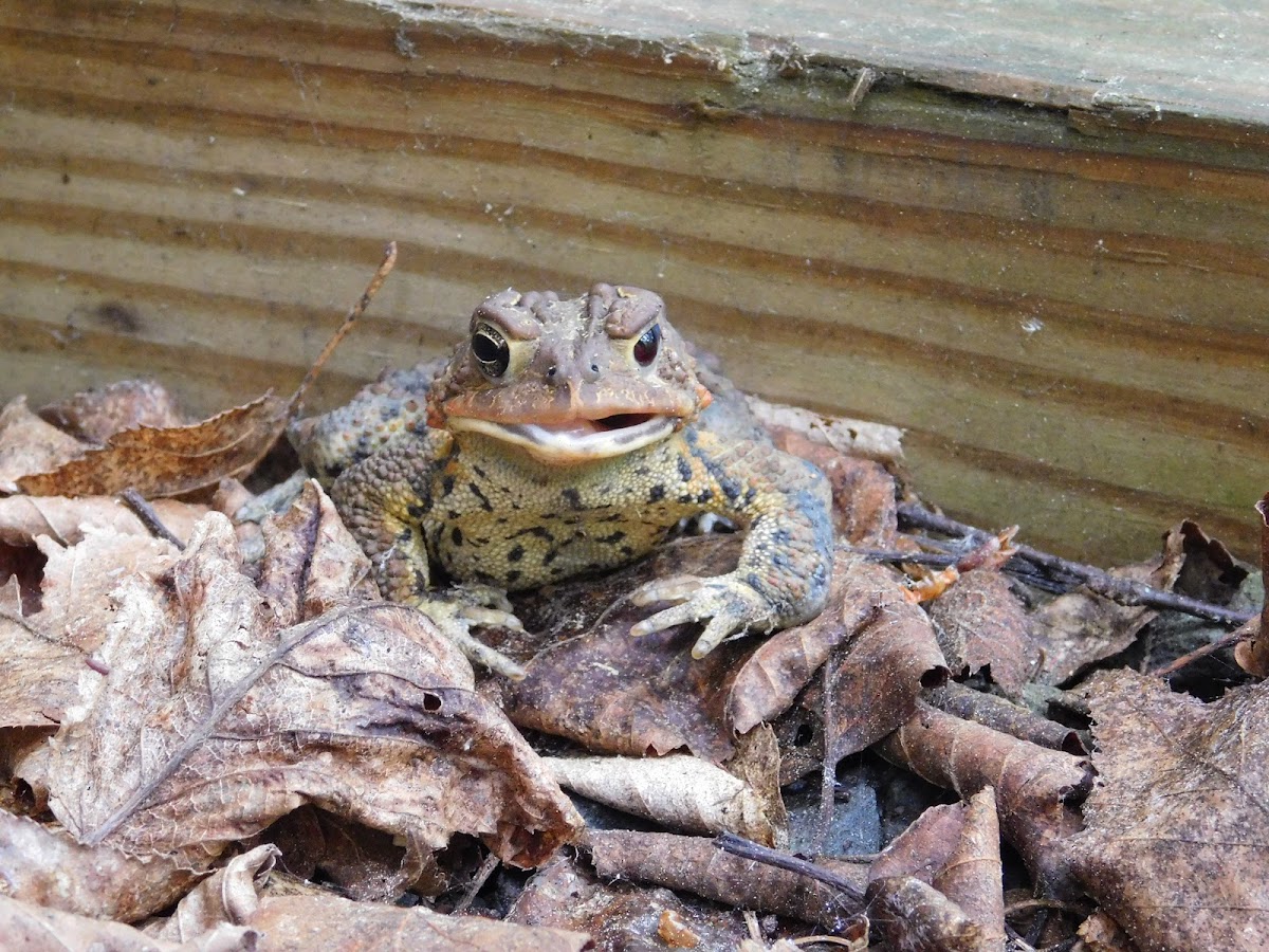 Eastern American Toad