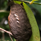 Puss Caterpillar