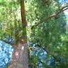 eastern white pine