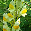 Yellow Toadflax