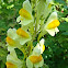 Yellow Toadflax