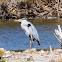 Grey Heron; Garza Real