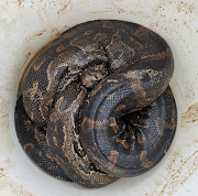 The python had been kept in a bucket.