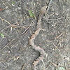 Copperhead Snake